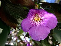 Achimenes 'Rainbow Warrior' (rhizomes) Achimenes 'Rainbow Warrior' (rhizomes)